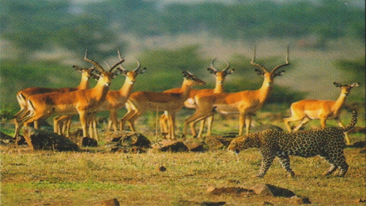 Natural Killers Predators Close Up: Kalahari Supercat