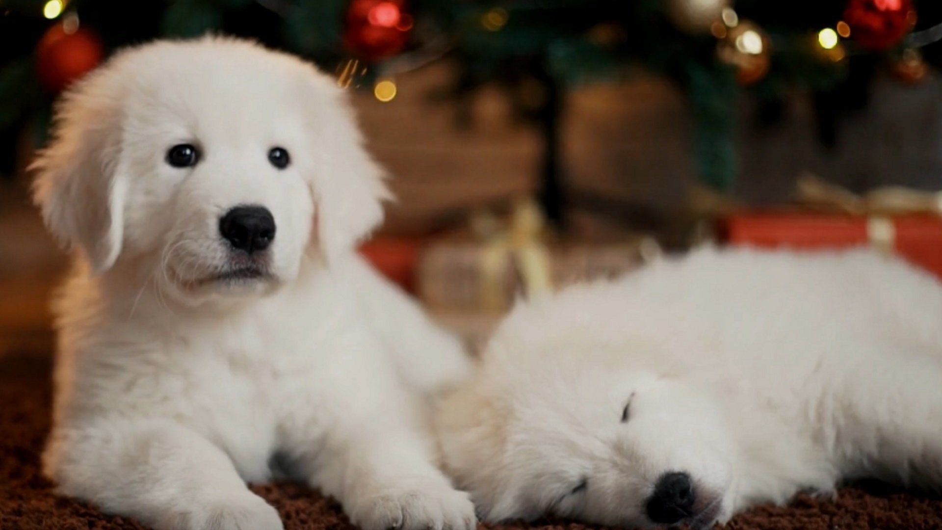 Christmas Puppies (2020)