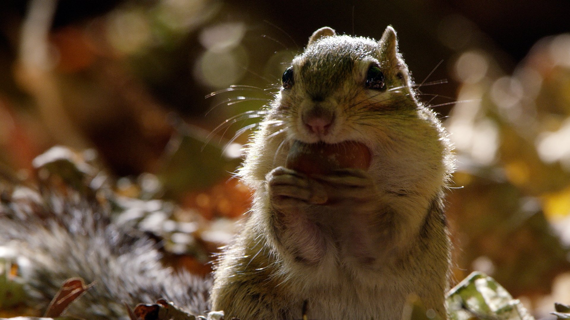 Une année dans le Canada sauvage - Automne