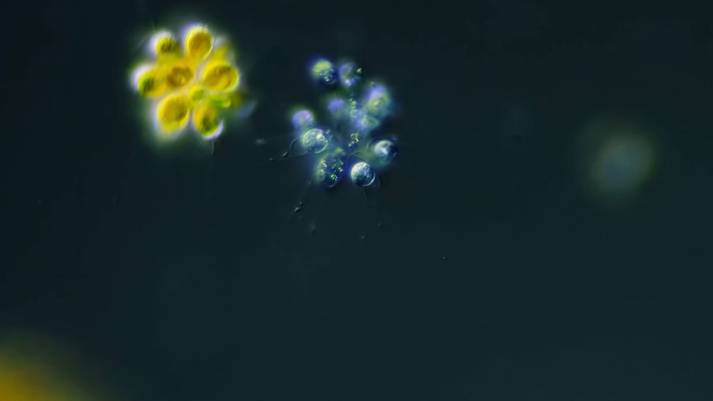 Journey to the Microcosmos