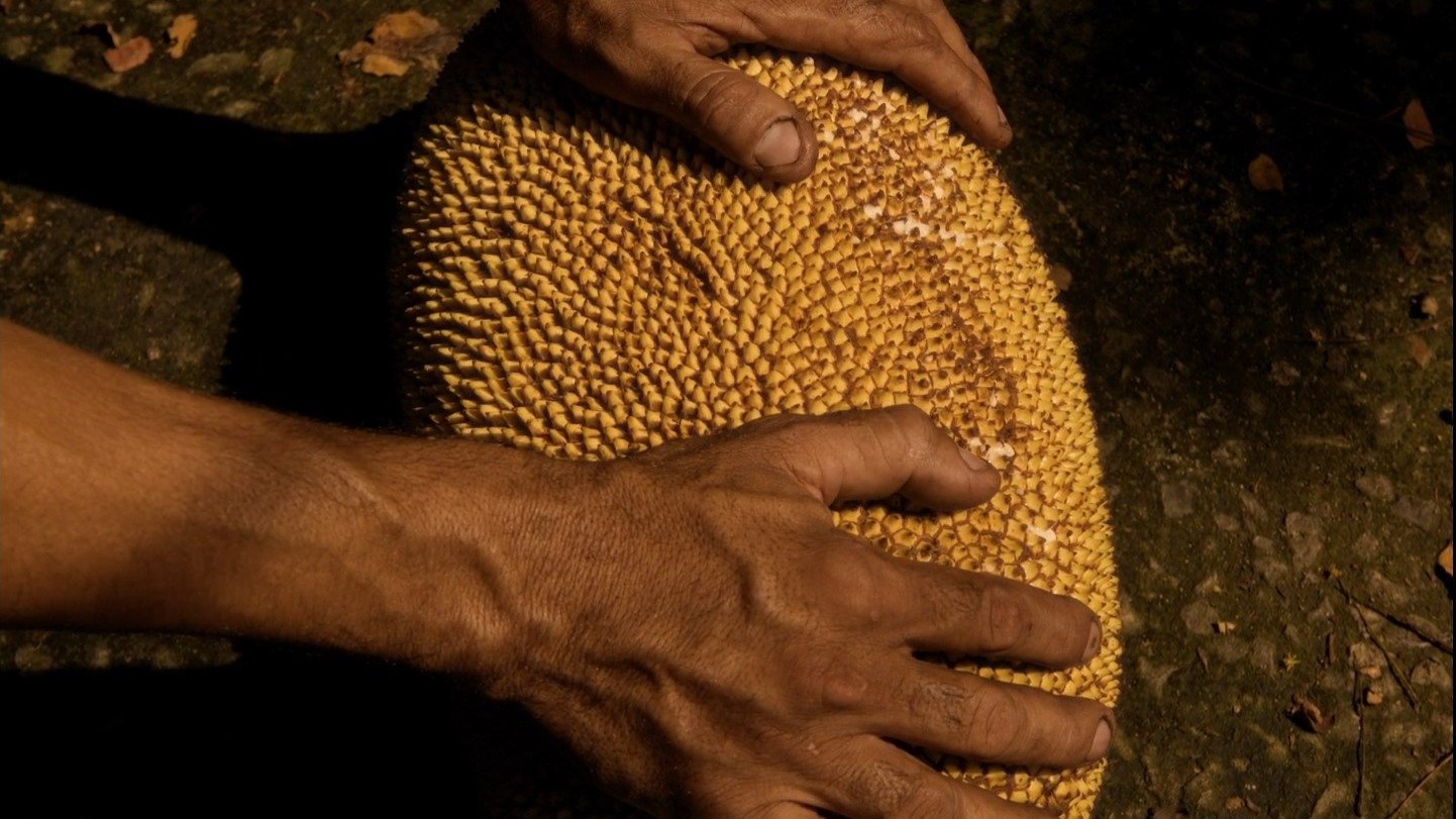 Zizi (ou oração da jaca fabulosa) (2025)