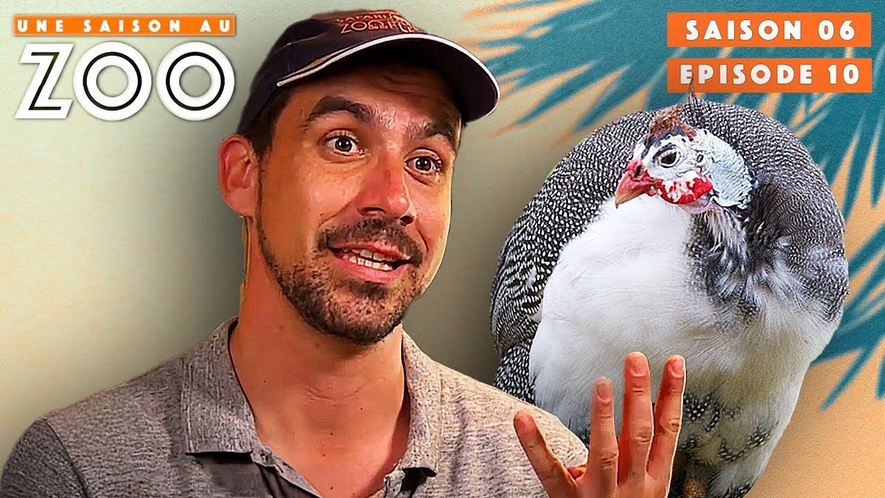 Une saison au zoo - Grosse opération: 5 Soigneurs pour Attraper 4 Pintades !