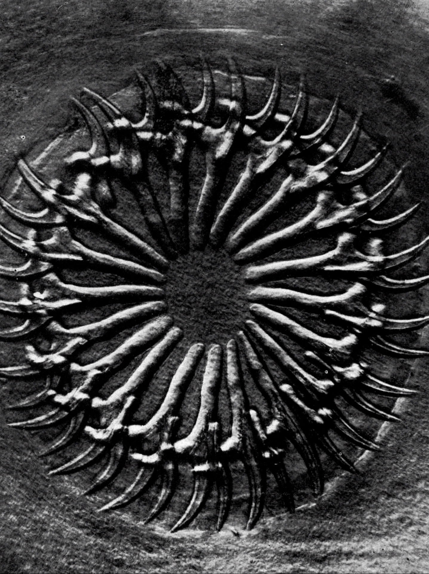 Organized Forgetting