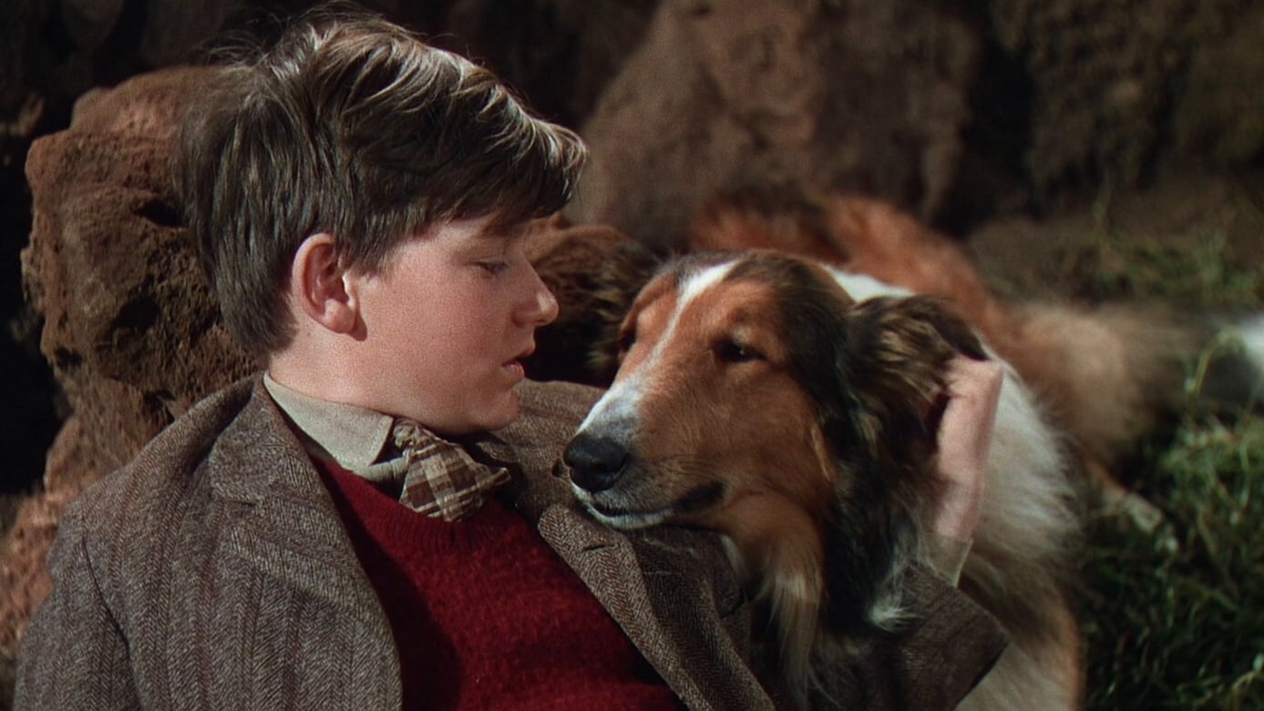 Torna a casa Lassie! (1943)