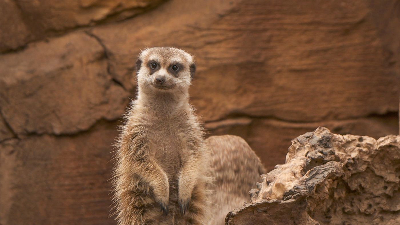 Expédition Pairi Daiza - Épisode 6