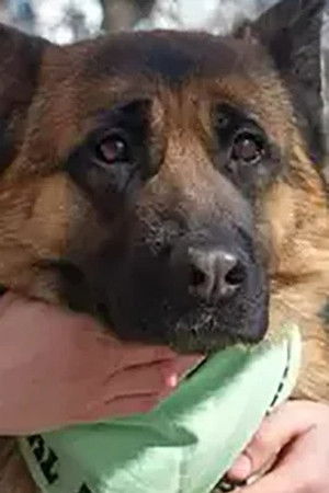 et billede af Zhaklin