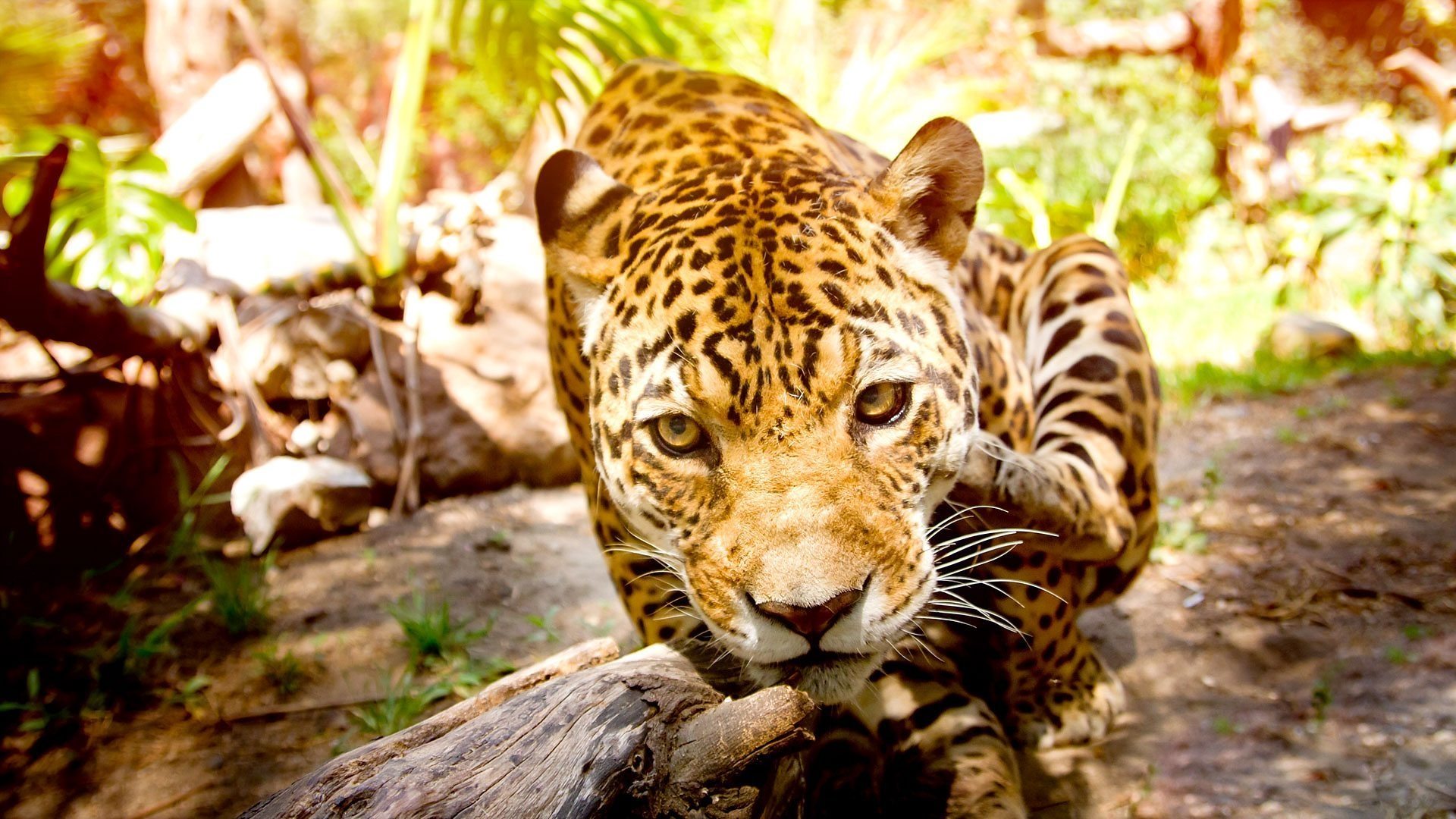 The Wonder of Animals