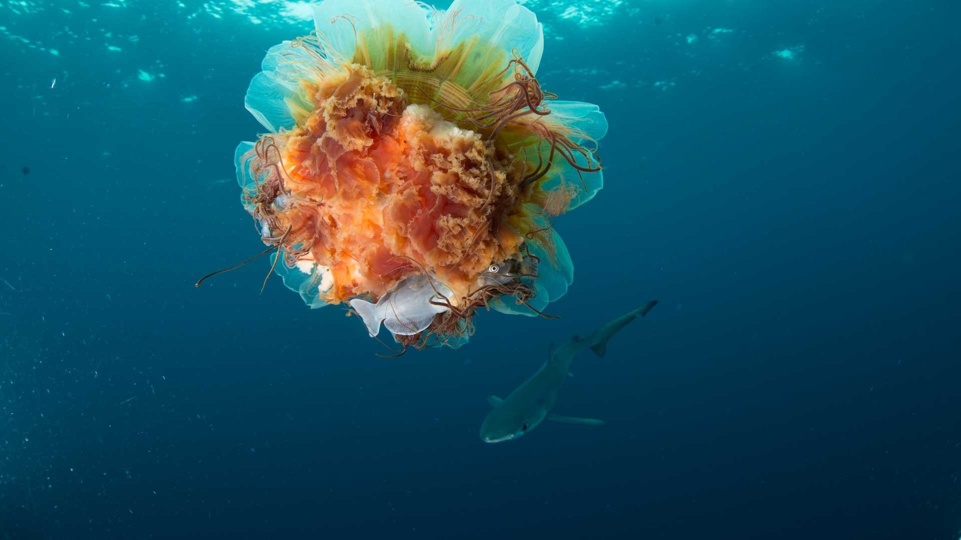 Une année dans le Canada sauvage - Eté
