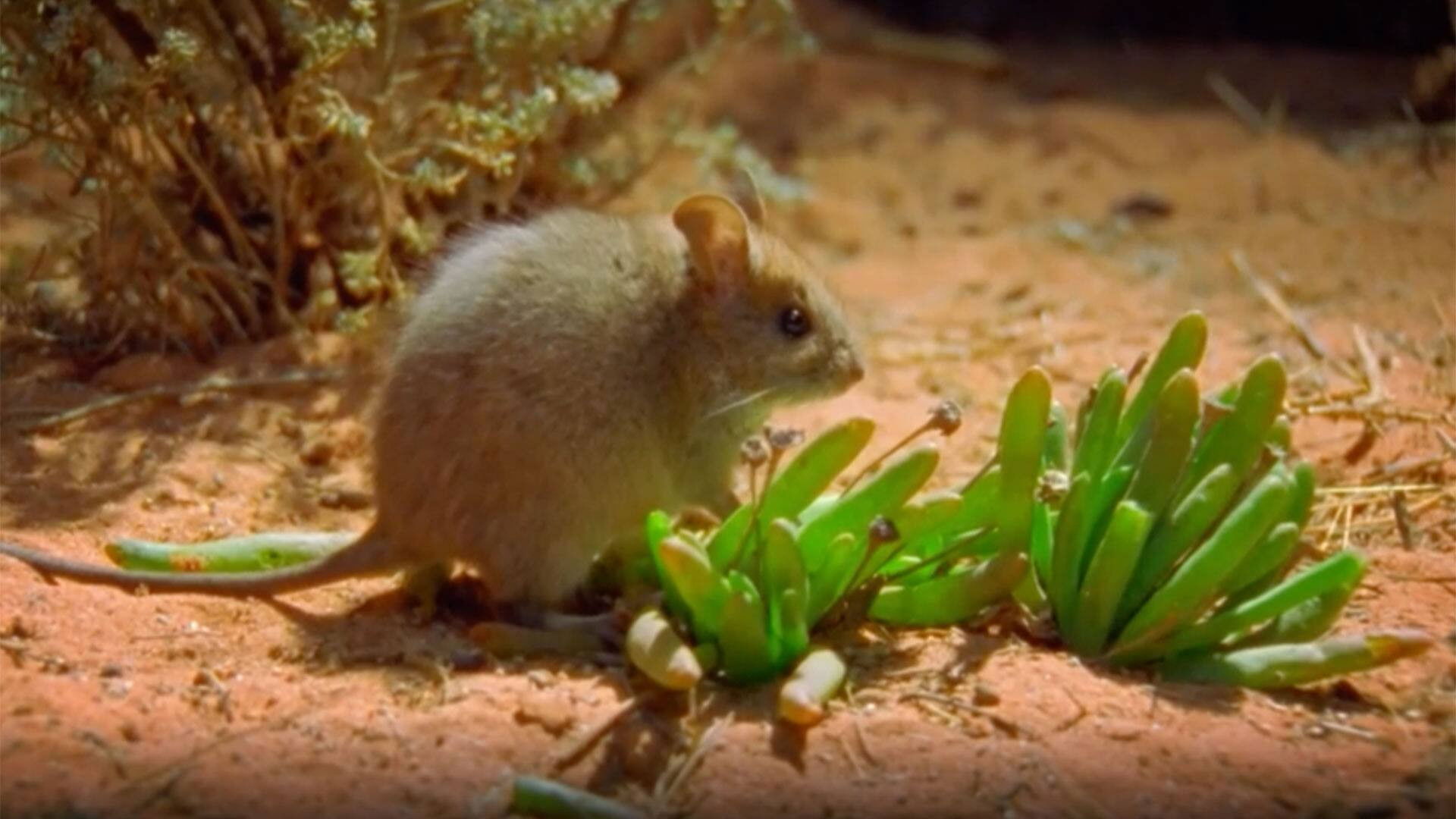 World's Most Toxic Animals Season 1 :Episode 2  Forest & Grasslands