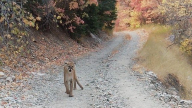 Thumbnail for Man Stalked by Cougars, When Planes Collide, Buried Alive & Terrifying Drive Season 1 Episode 5