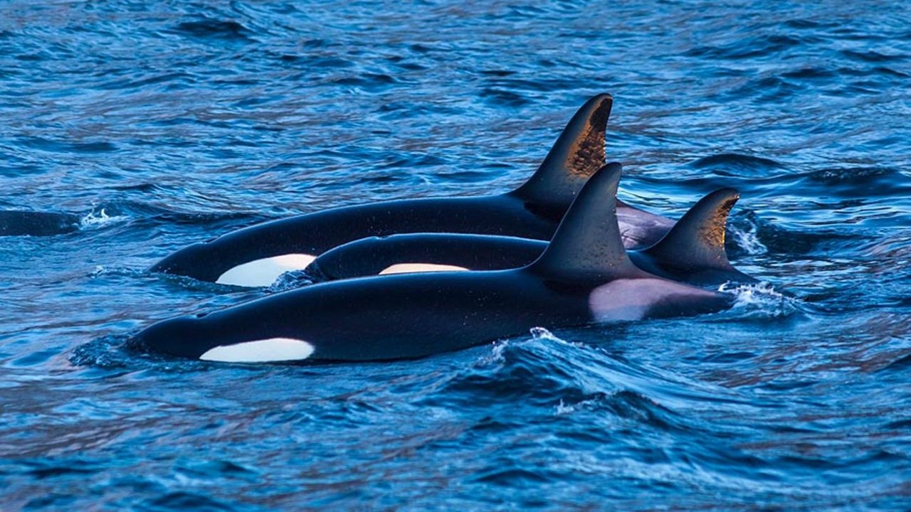 Killer Whales: the Mega Hunt (2016)