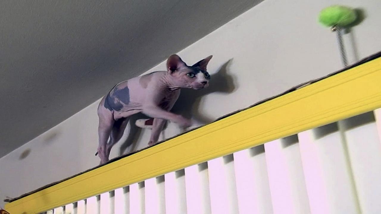 My Cat from Hell