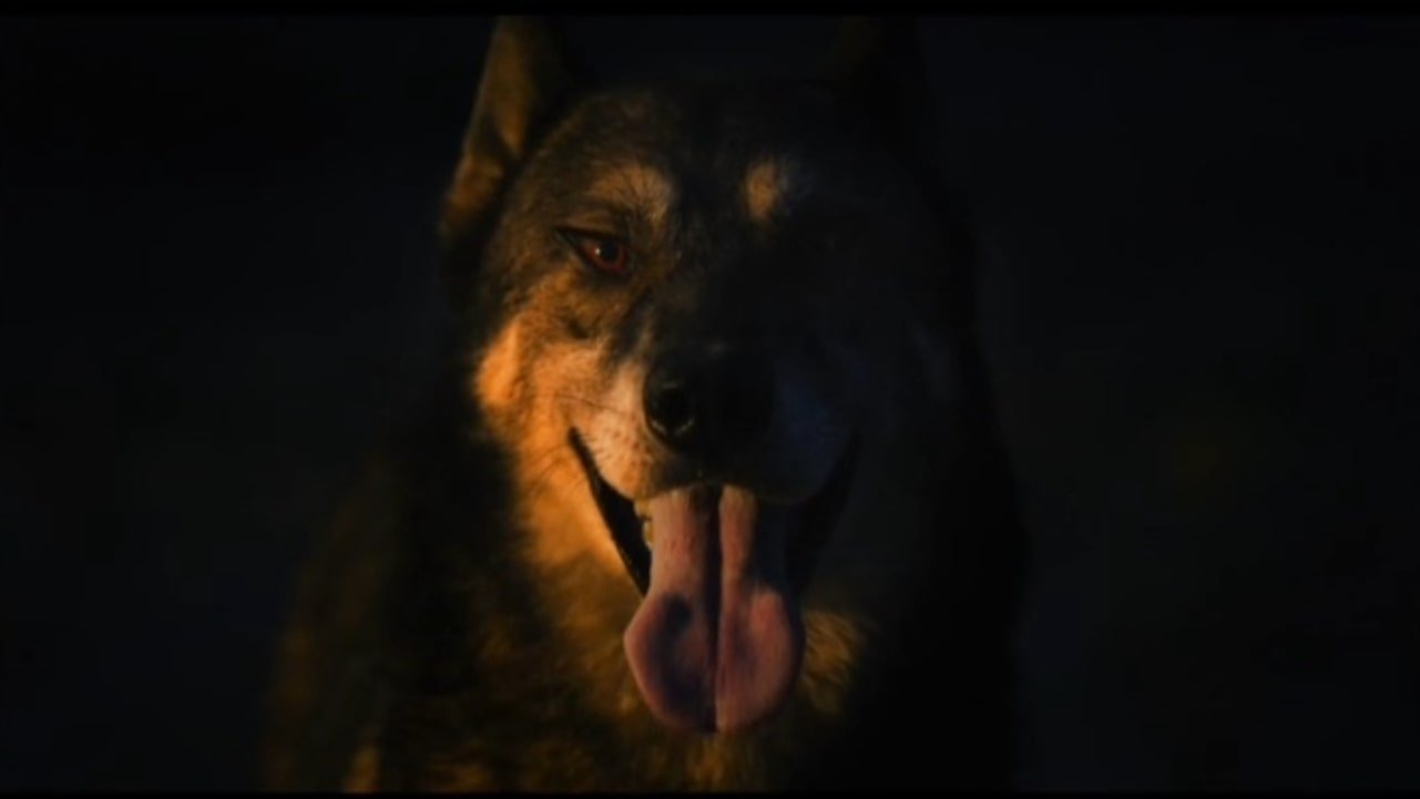 A Dog in my Flashlight (2010)