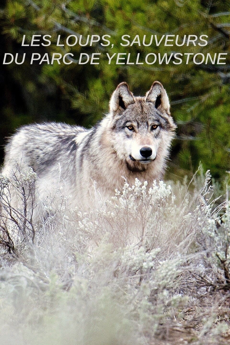 Yellowstone - Das Geheimnis der Wölfe | Movie 2018 | Cineamo.com