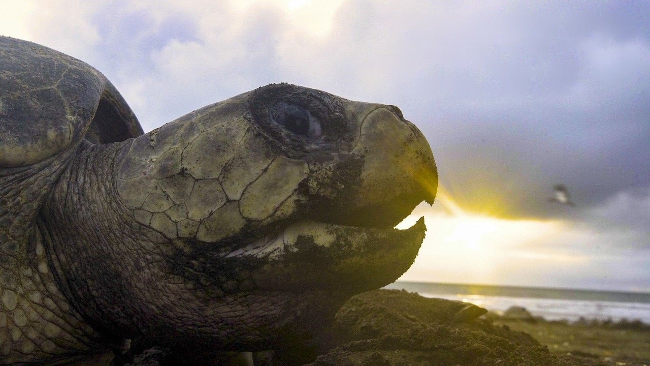 Imagem do Filme The Last Turtles?
