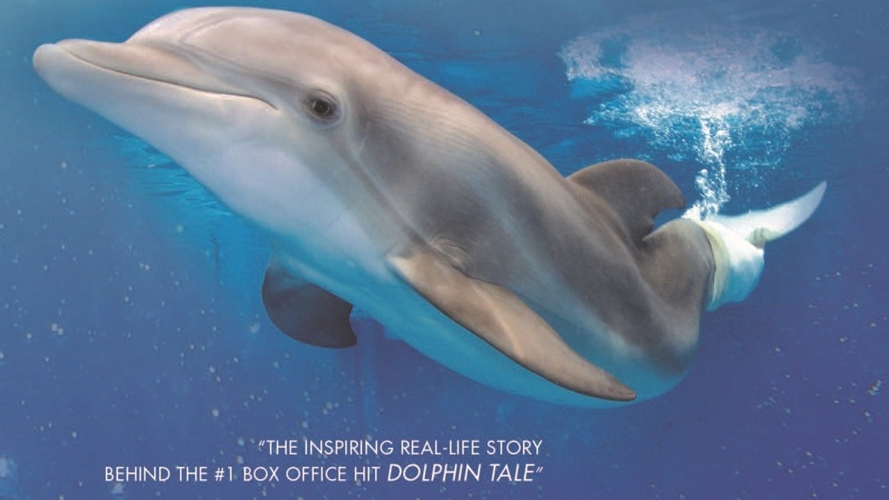 Winter, the Dolphin that Can (2013)