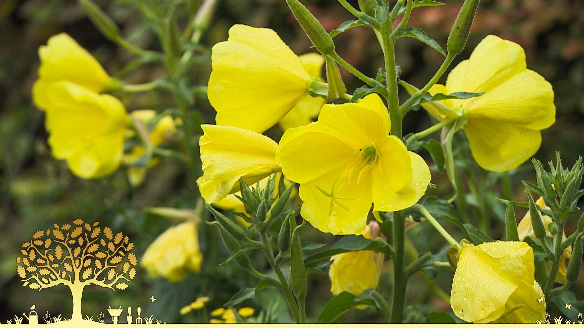 Gardeners' World 54x19