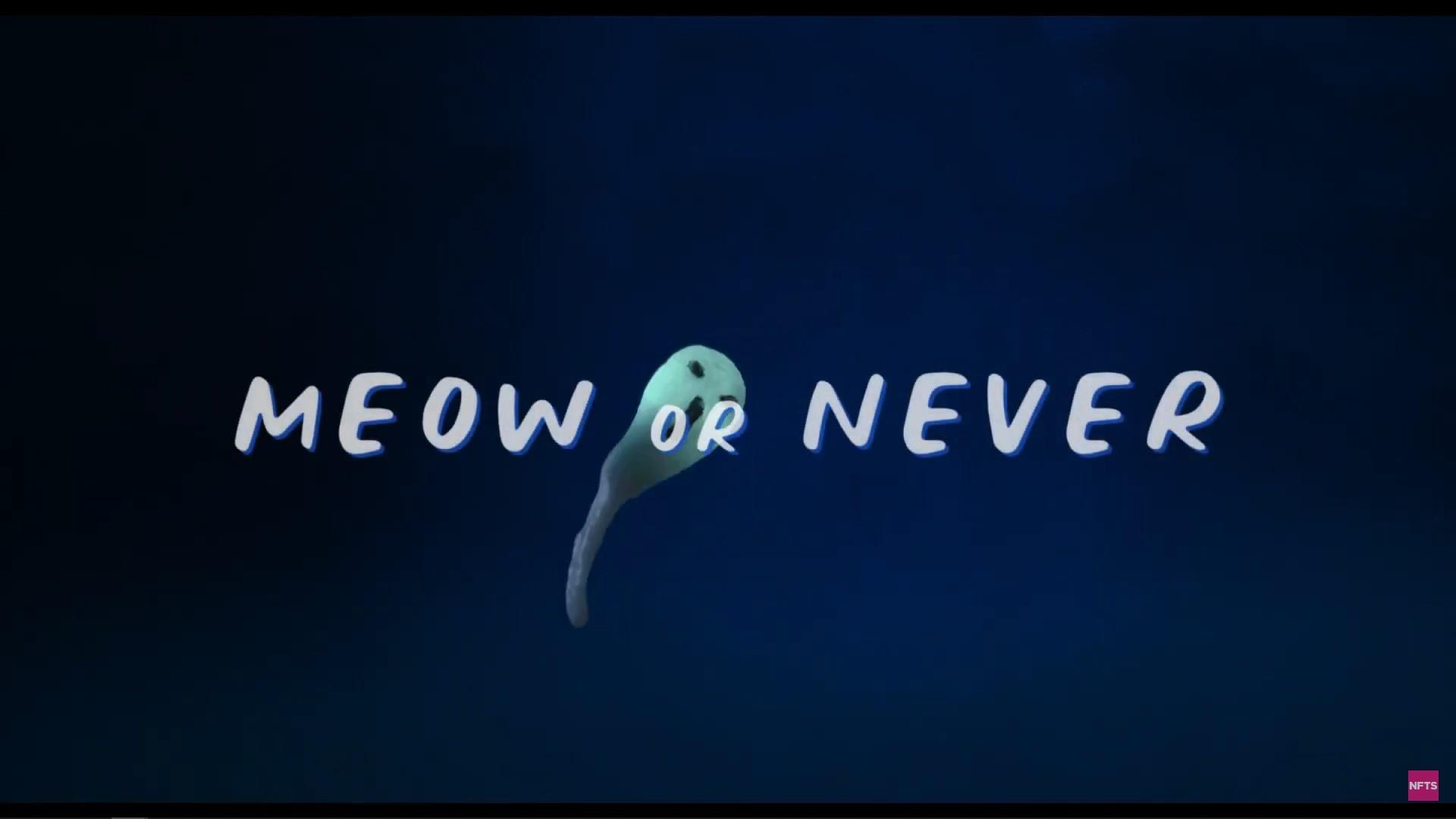 Meow or Never