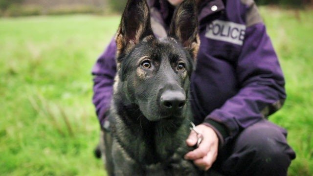 Dog Squad Puppy School