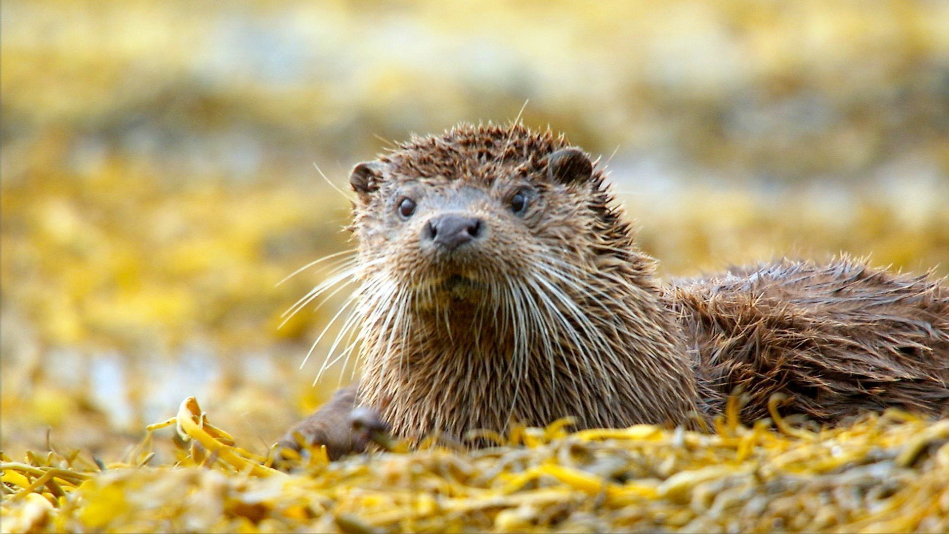 Highlands: Scotland's Wild Heart