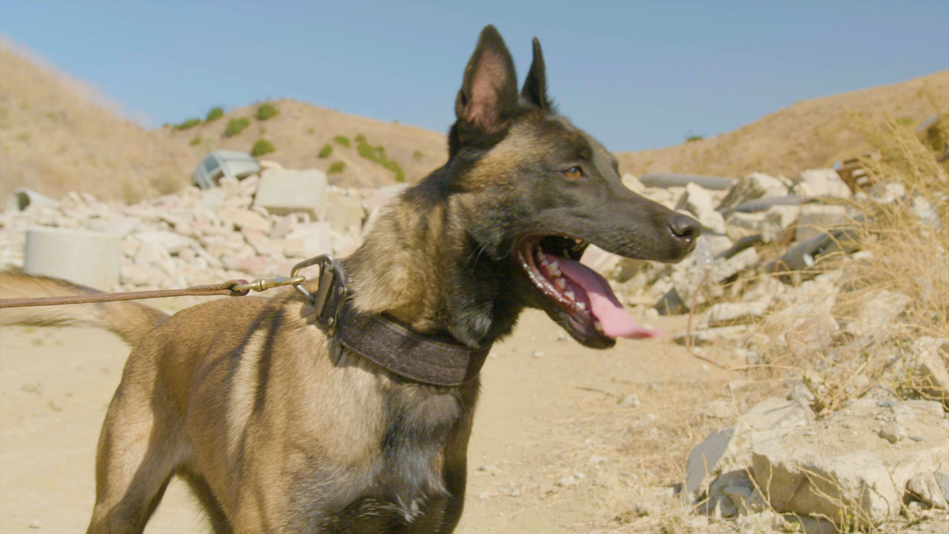 It's a Dog's Life with Bill Farmer