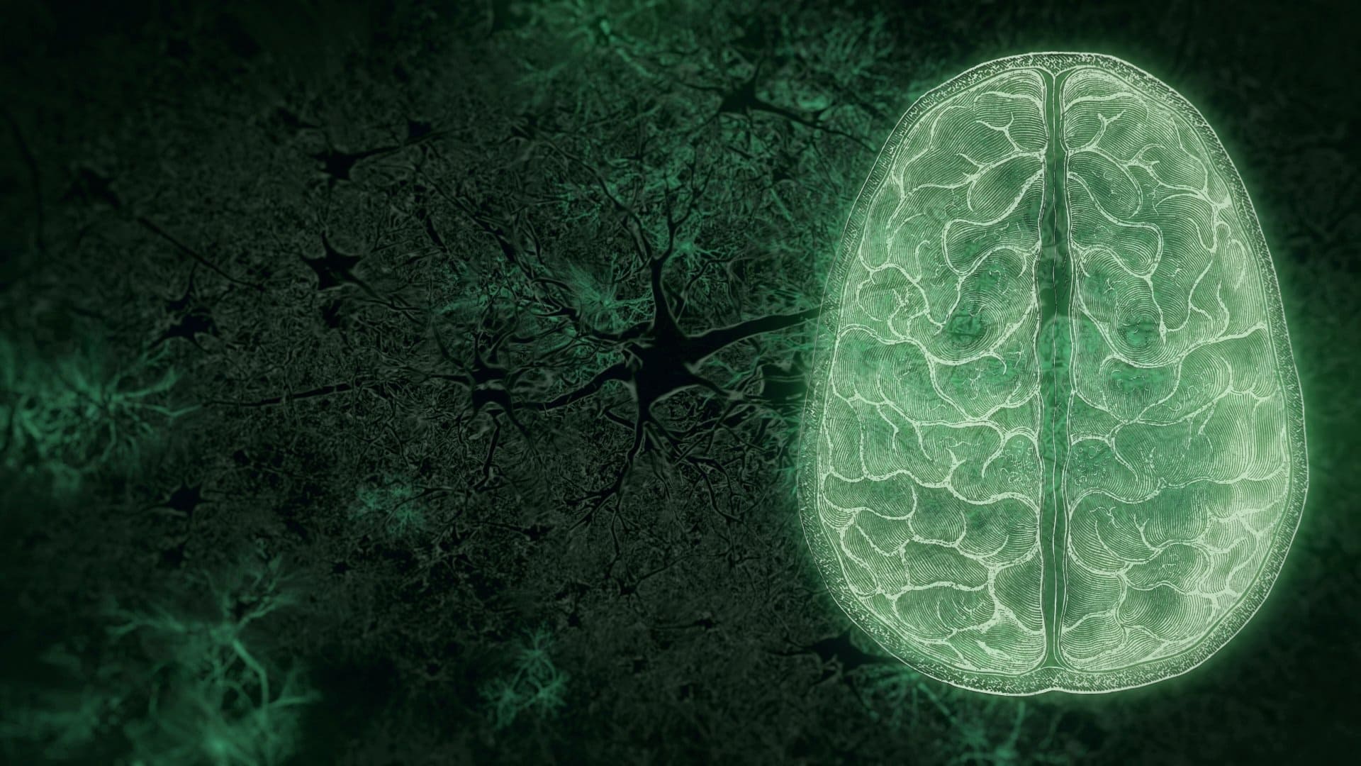 NOVA Season 50 :Episode 10  Your Brain: Who's in Control? (2)