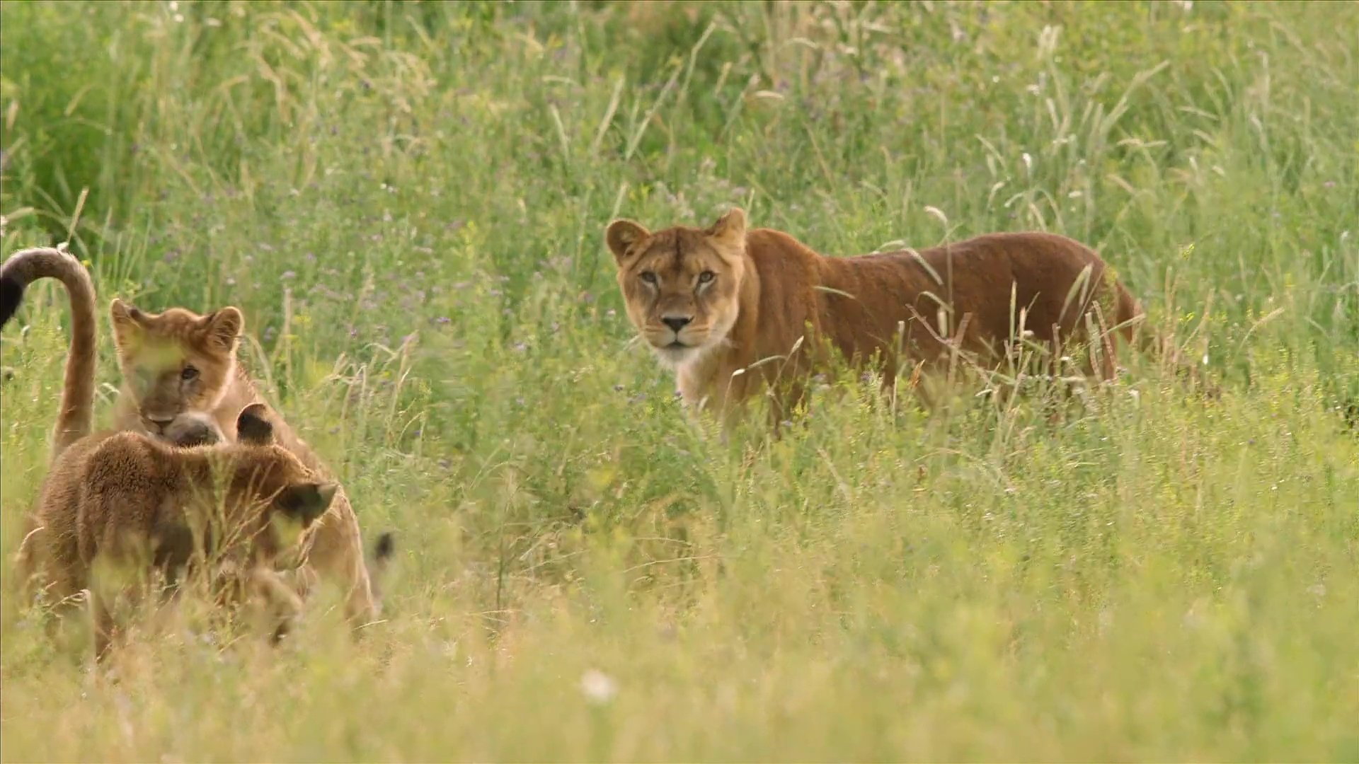 Lion Ark (2013)