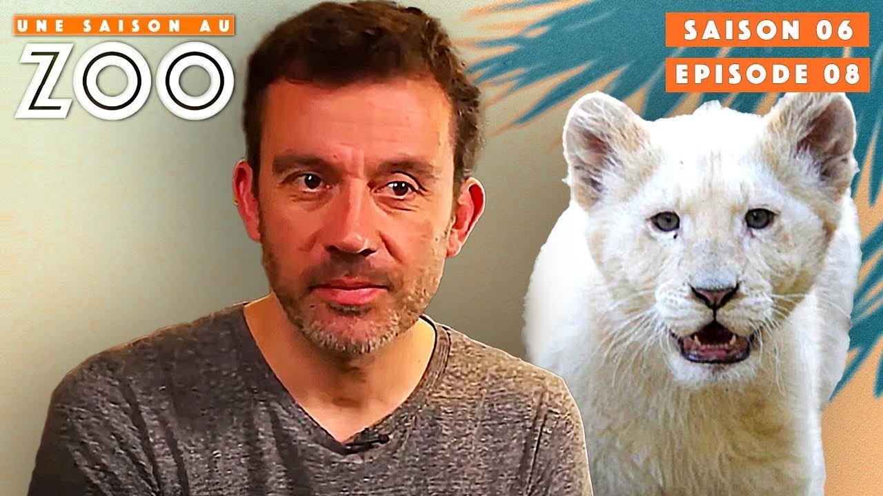 Une saison au zoo - Cyril Prend Soin d’un Lionceau Blessé !