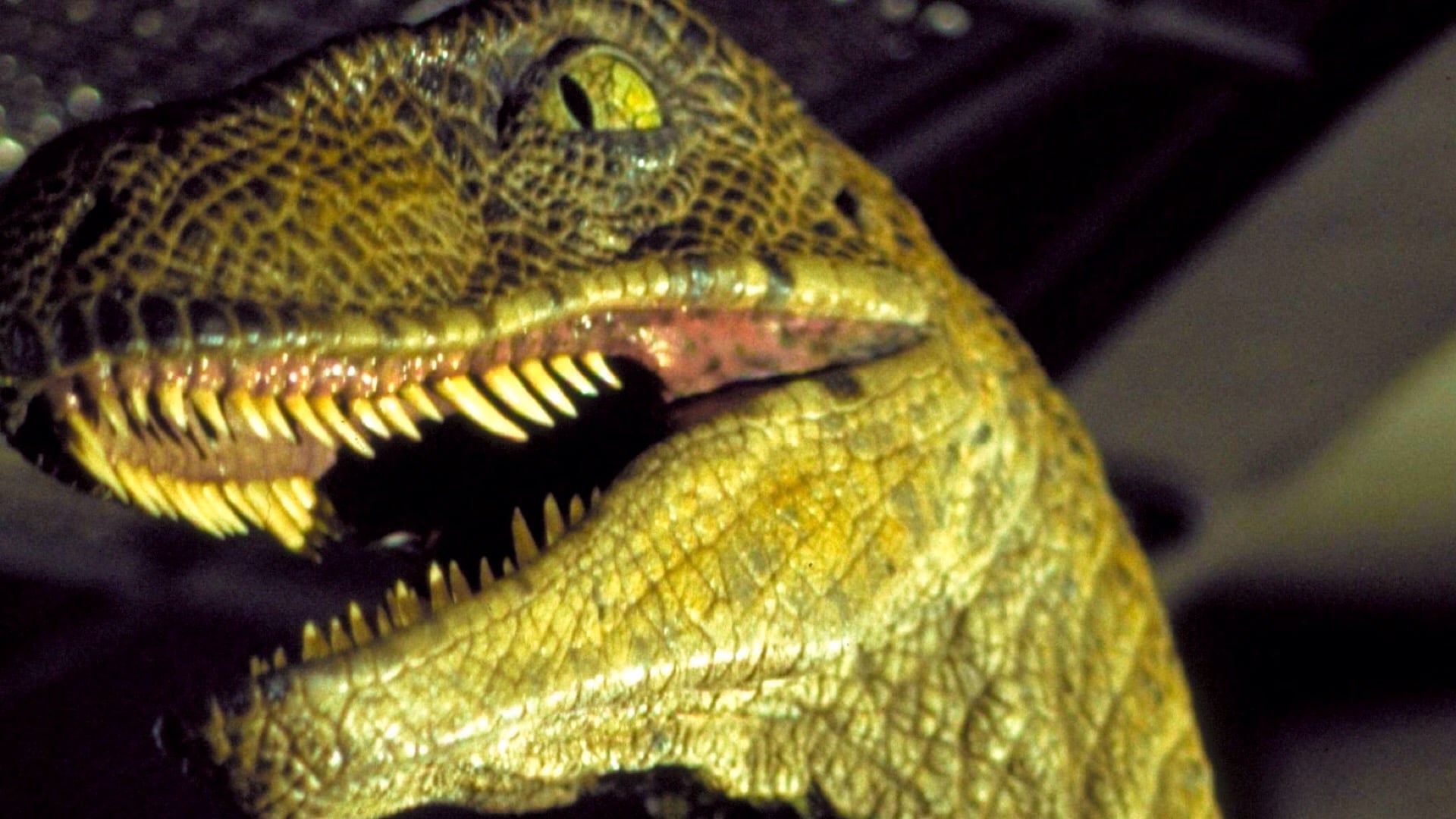 Image du film Jurassic Park zneigwjvtliiqwtakna40jlzpsujpg