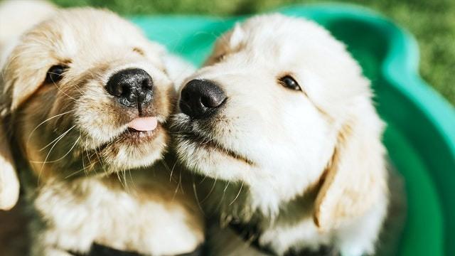Dog Squad Puppy School