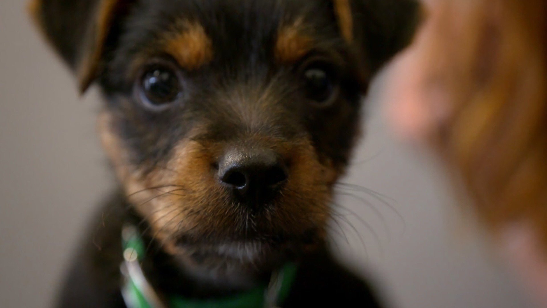 Paul O'Grady, pour l'amour des chiens - Épisode 3