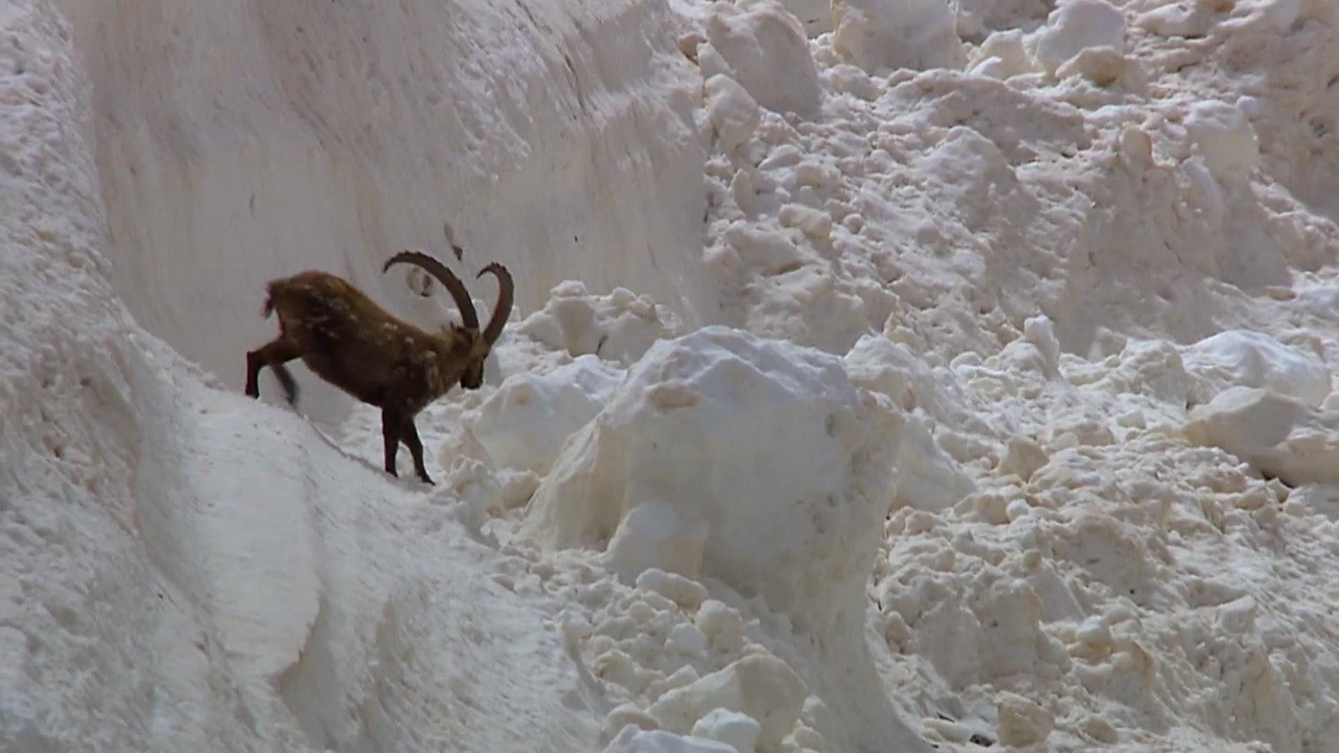 Engadin: Switzerland's Wilderness (2014)