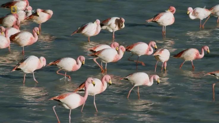 Wild Argentina: Extreme Earth