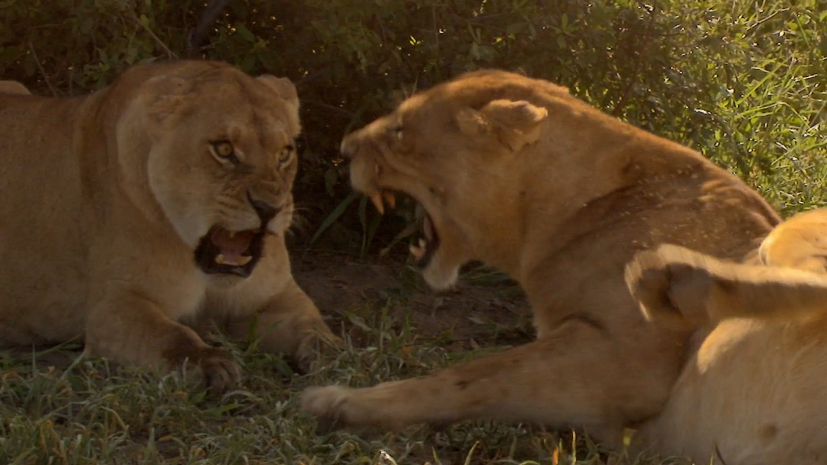 Birth of a Pride (2018)