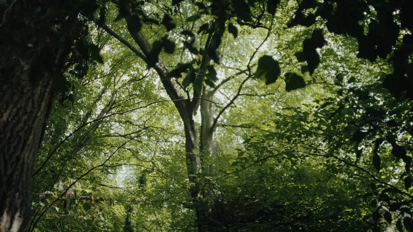 Wilderness (2024)