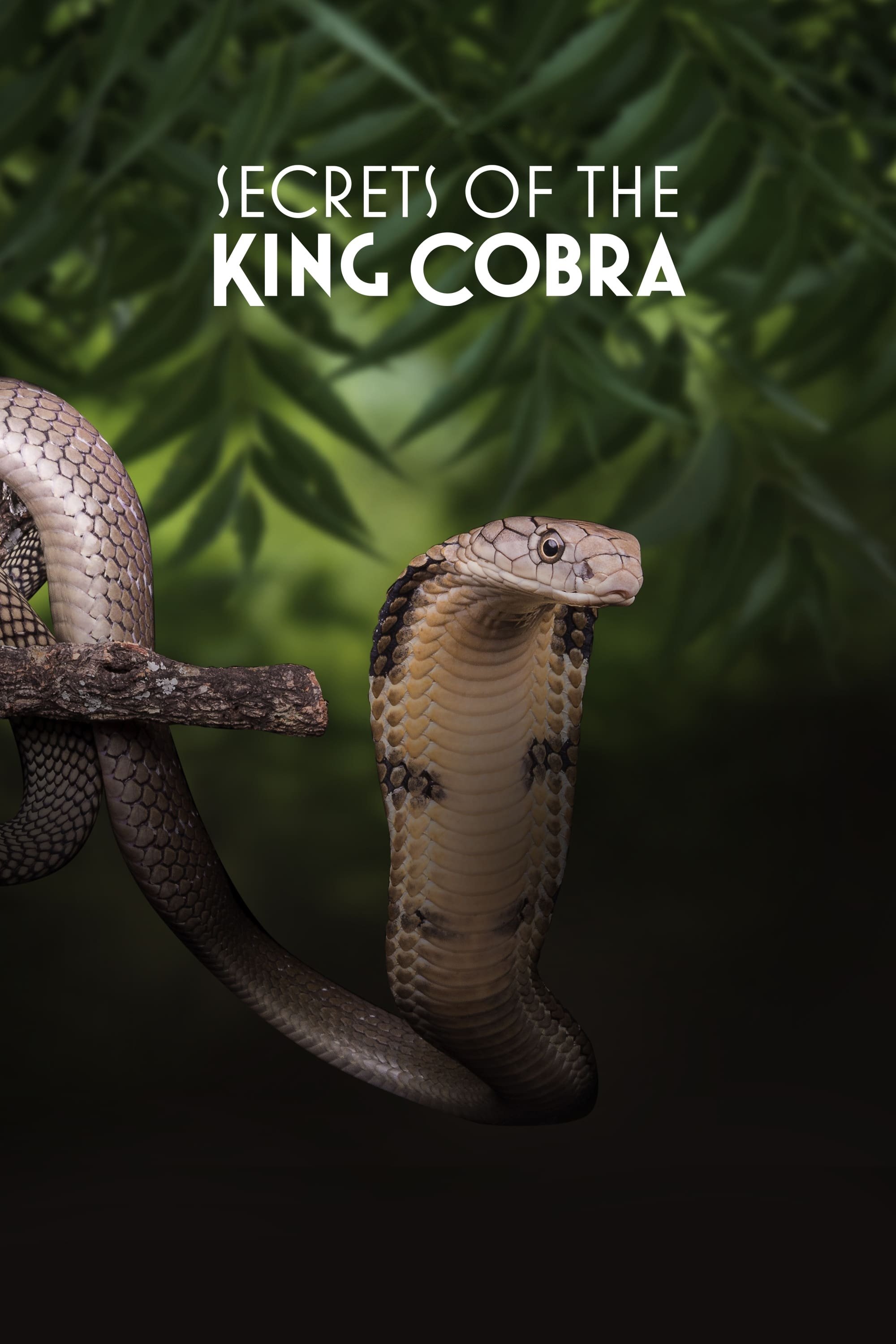 Secrets of the King Cobra