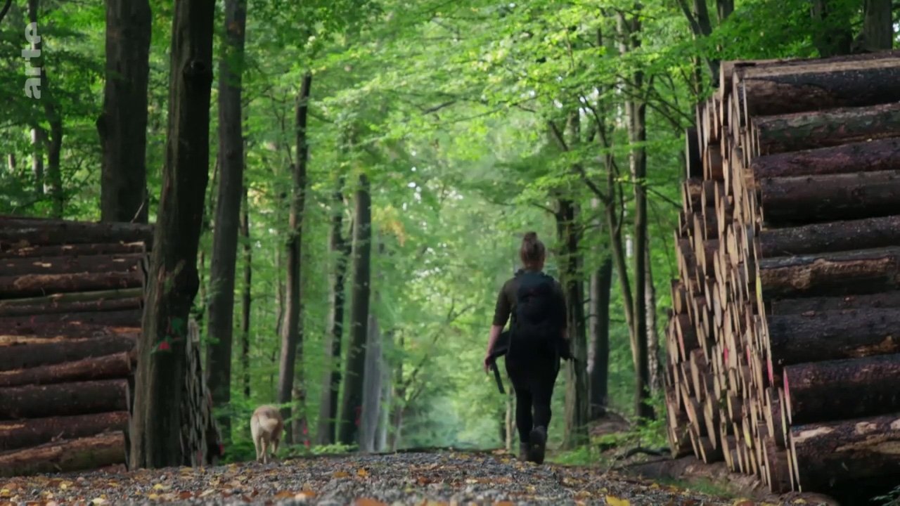 Imagem do Filme GEO Reportage - Des chiens sur la piste des loups