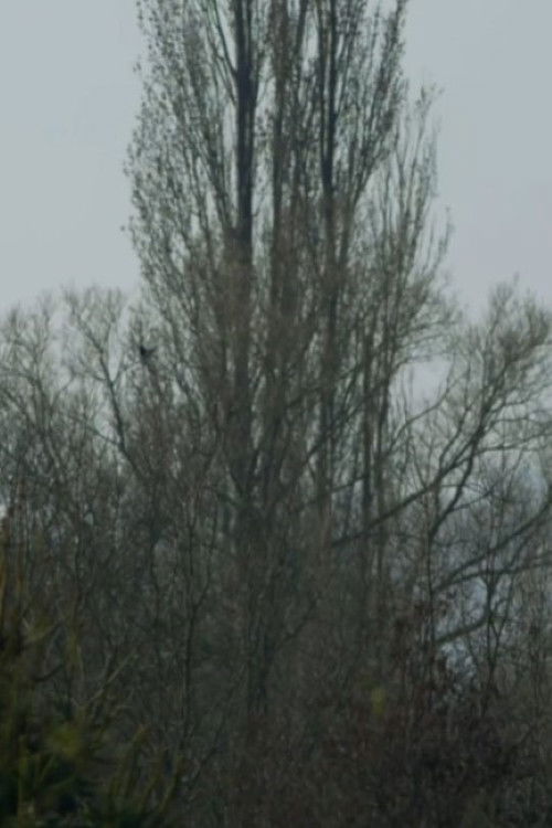 CONTES PARADOXAUX Poster