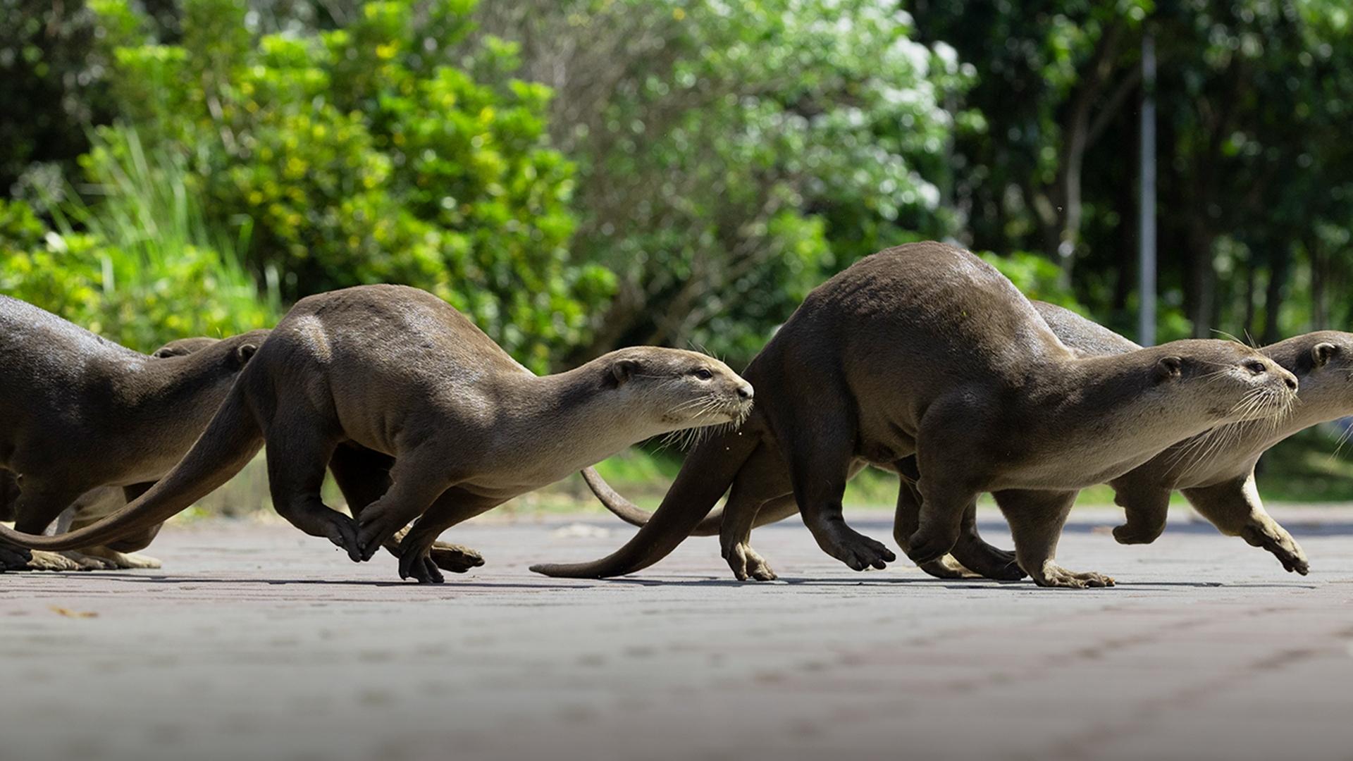 Uptown Otters - Season 1 Episode 5