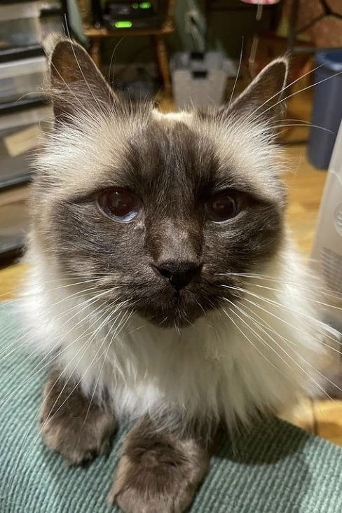 et billede af Timmy the Cat