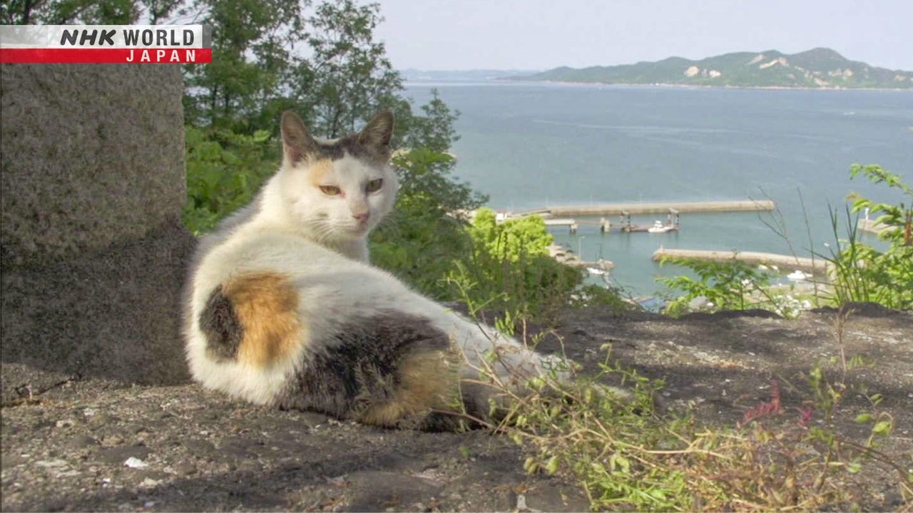 A Cat's-Eye View of Japan - Épisode 3