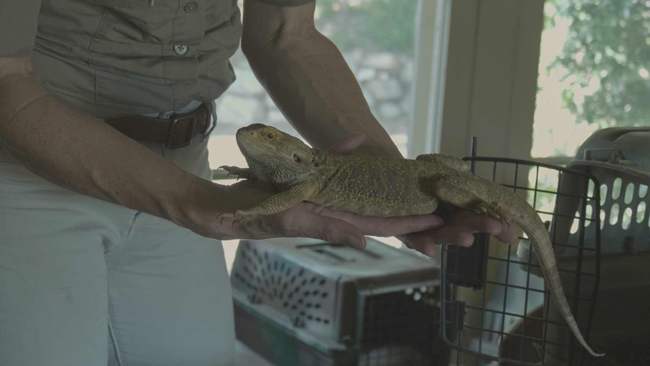 Cool Critter (2019)
