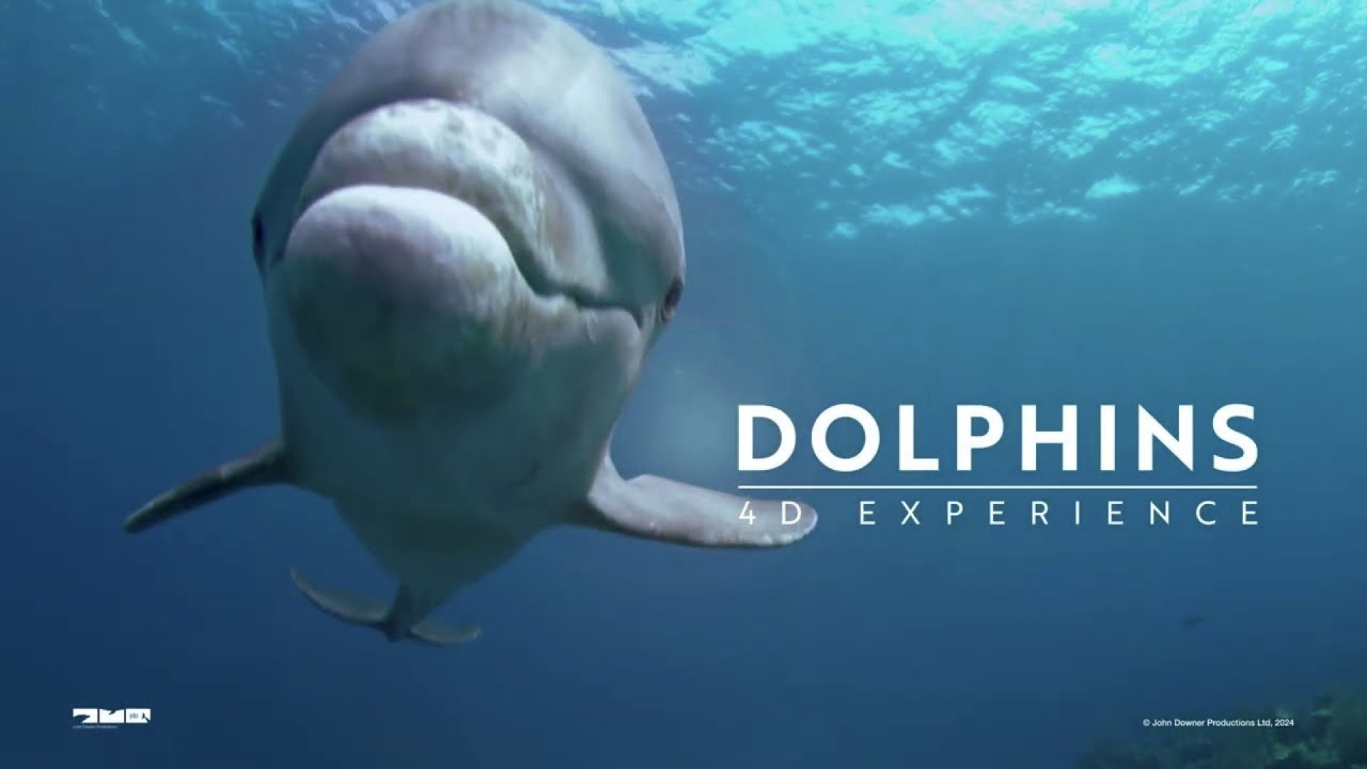 Dolphins 4-D Experience