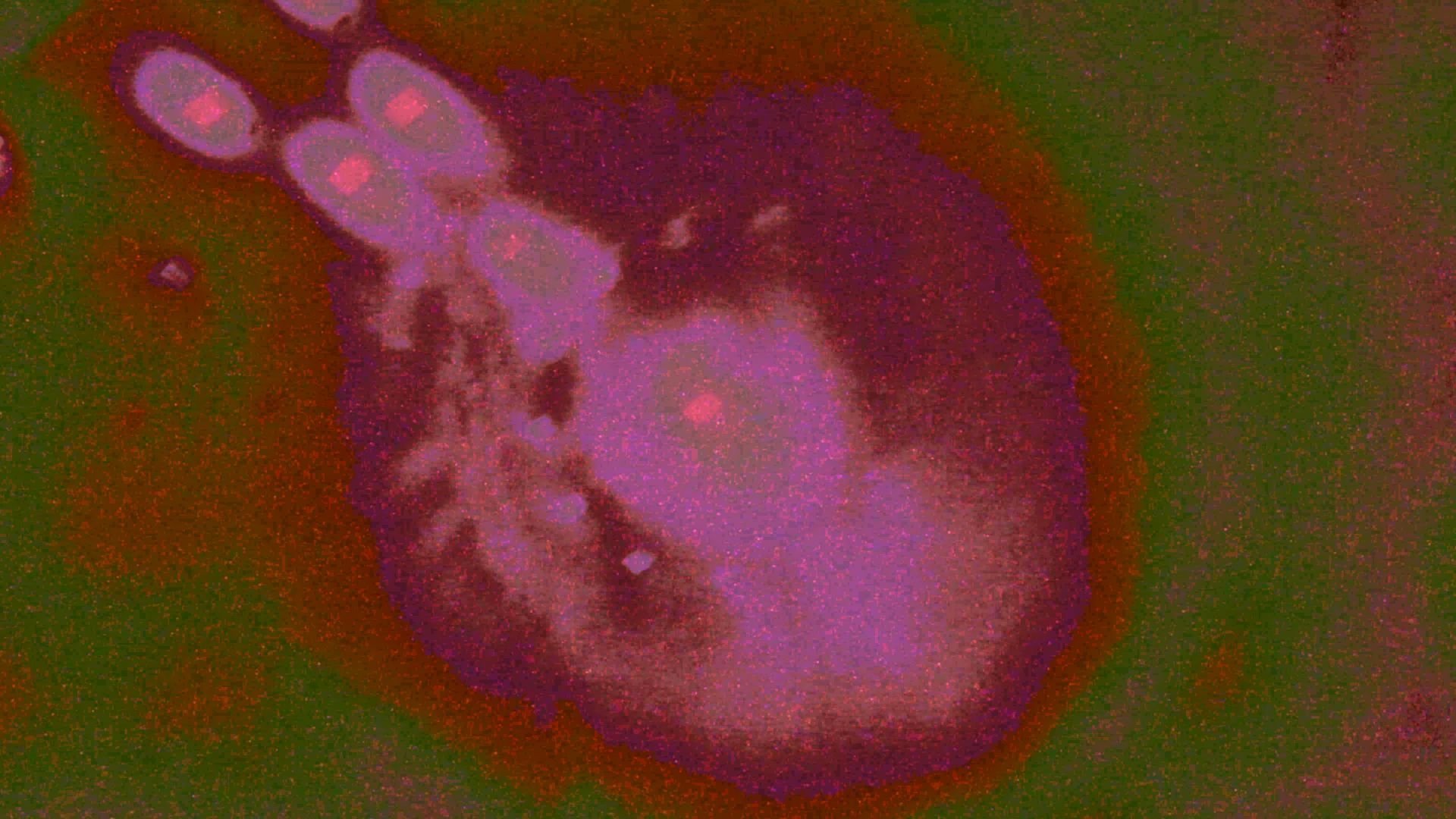 Cygnus OB2#12 (2024)