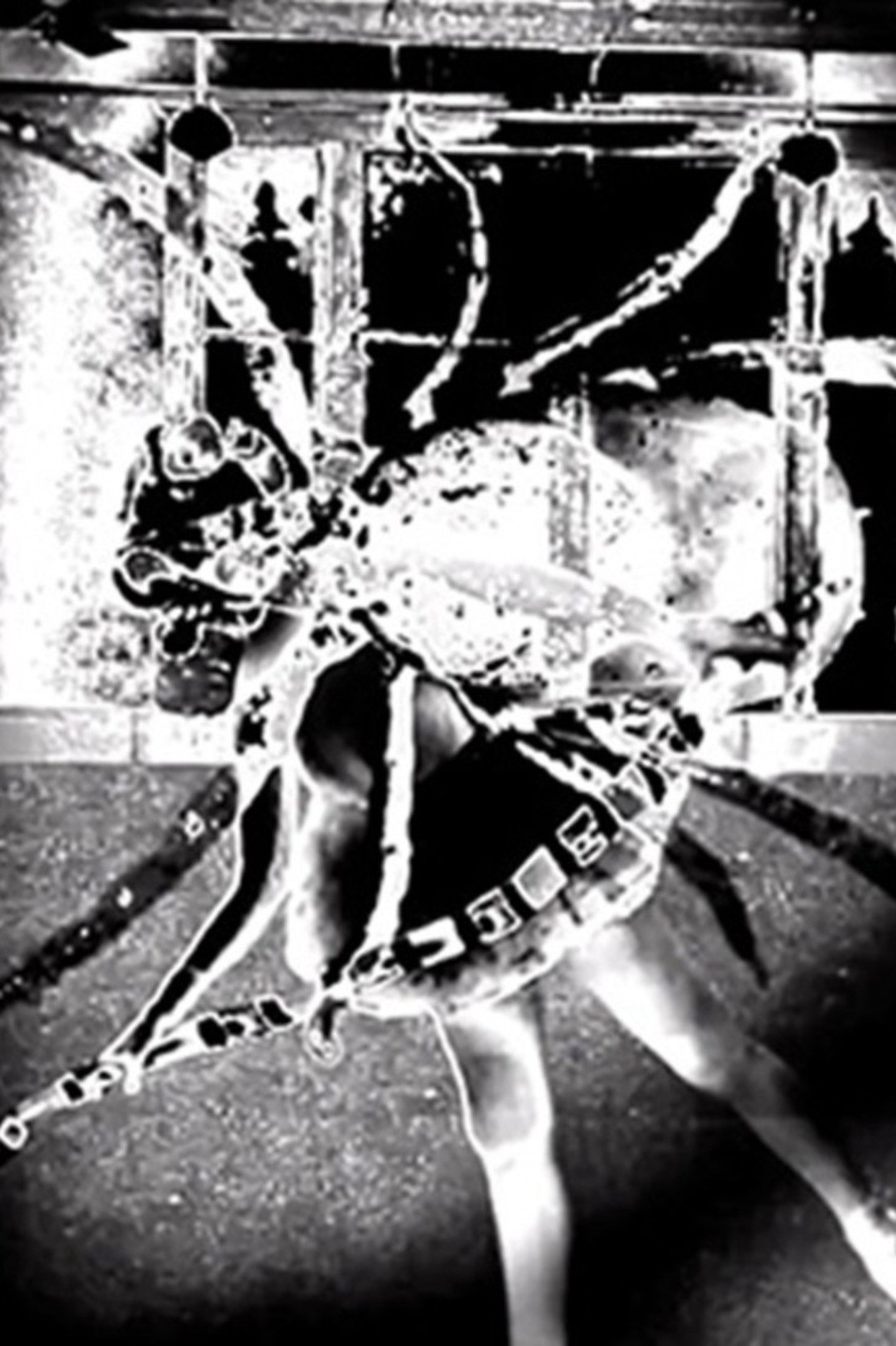 Nine Inch Nails: Came Back Haunted