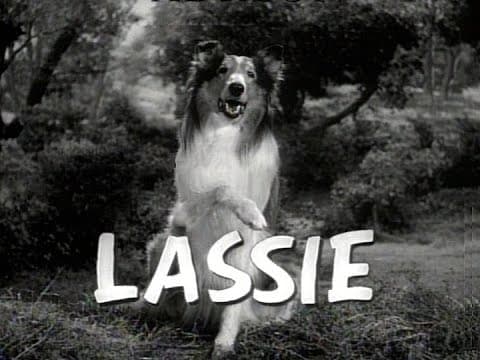 Lassie