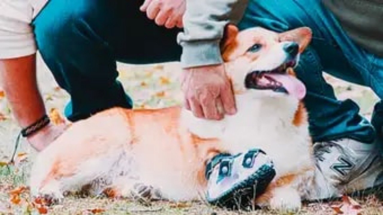 The Wizard of Paws 6x2