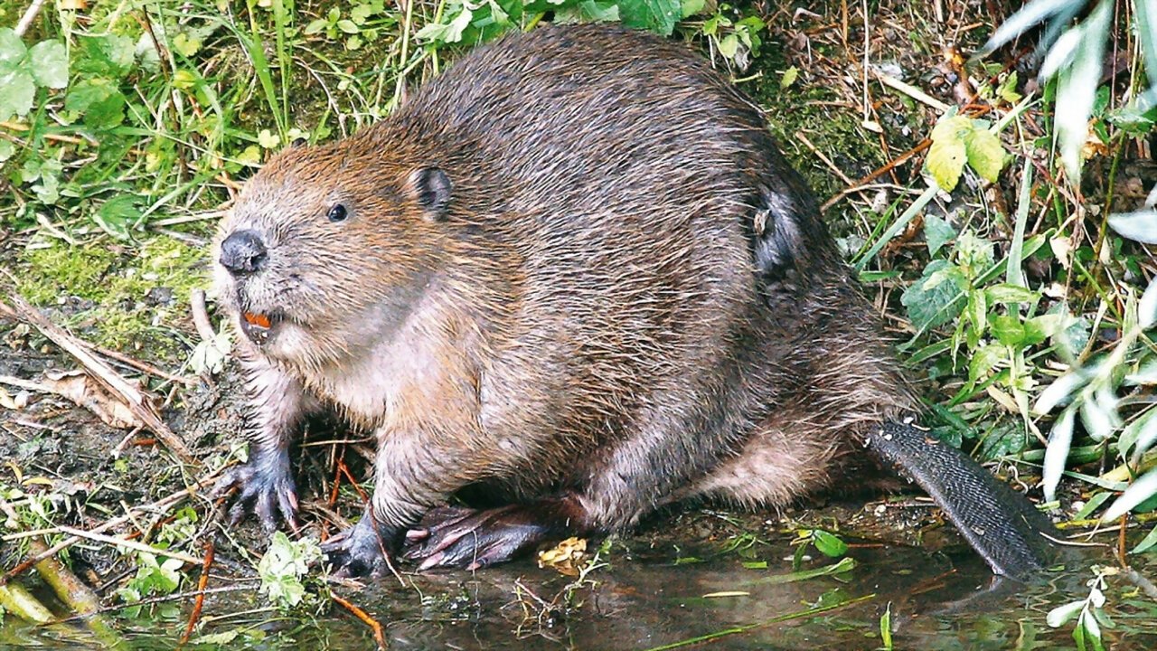 Die Rückkehr der Biber: Wilde Baumeister (2020)