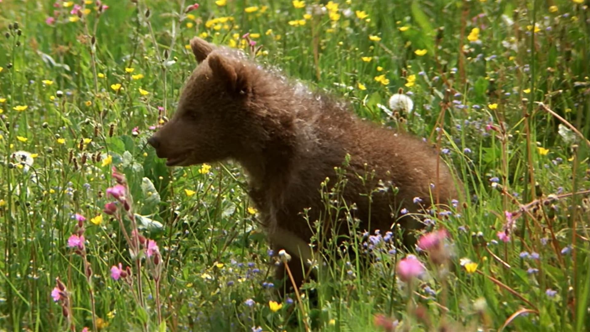 L'Ours (1988)