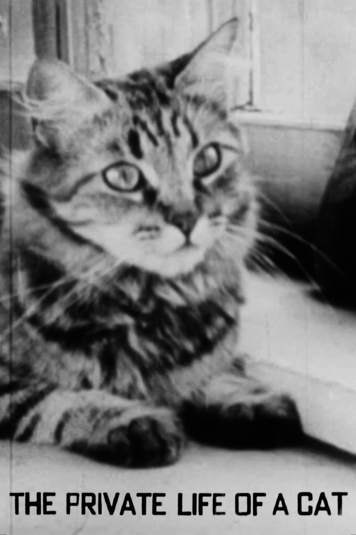 The Private Life of a Cat